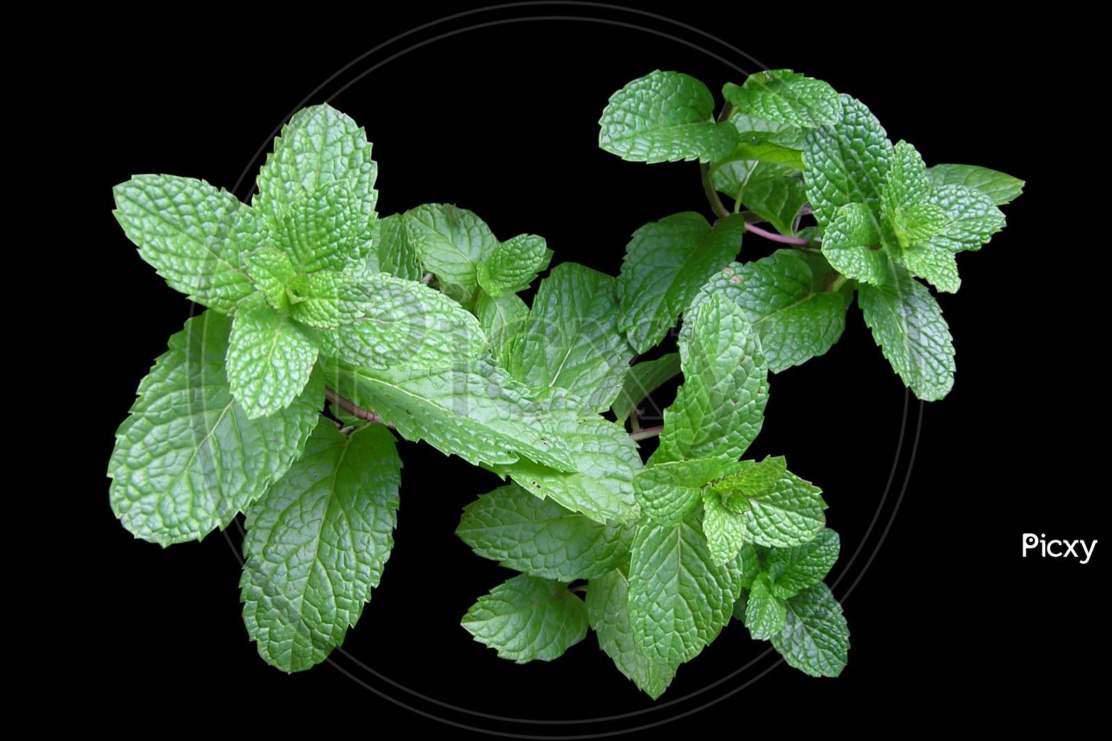 Fresh peppermint isolated on black background.