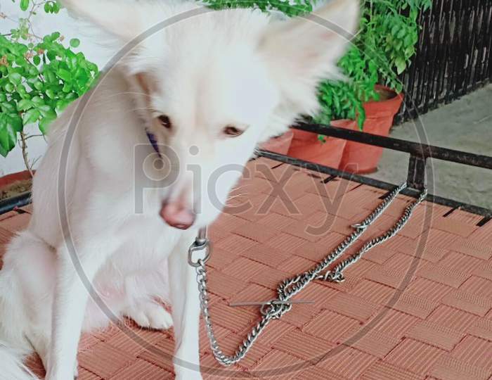 Cute white loyal dog.