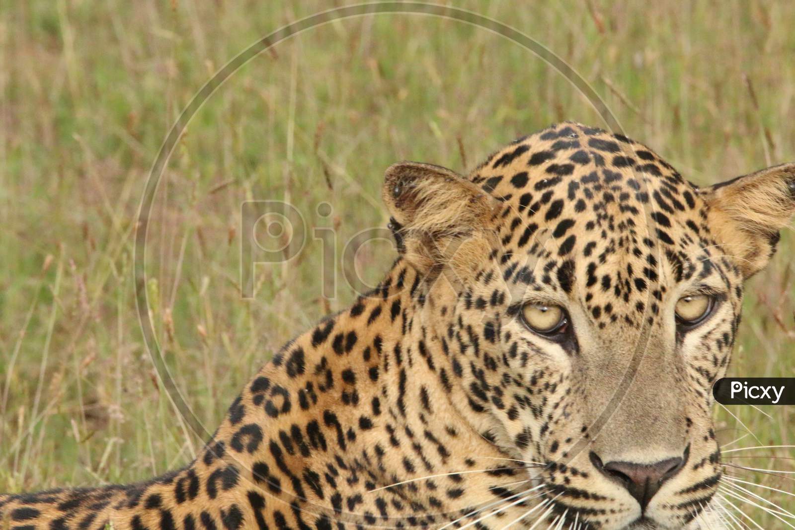 Sri Lankan Leopard resting on the grass after a hunt