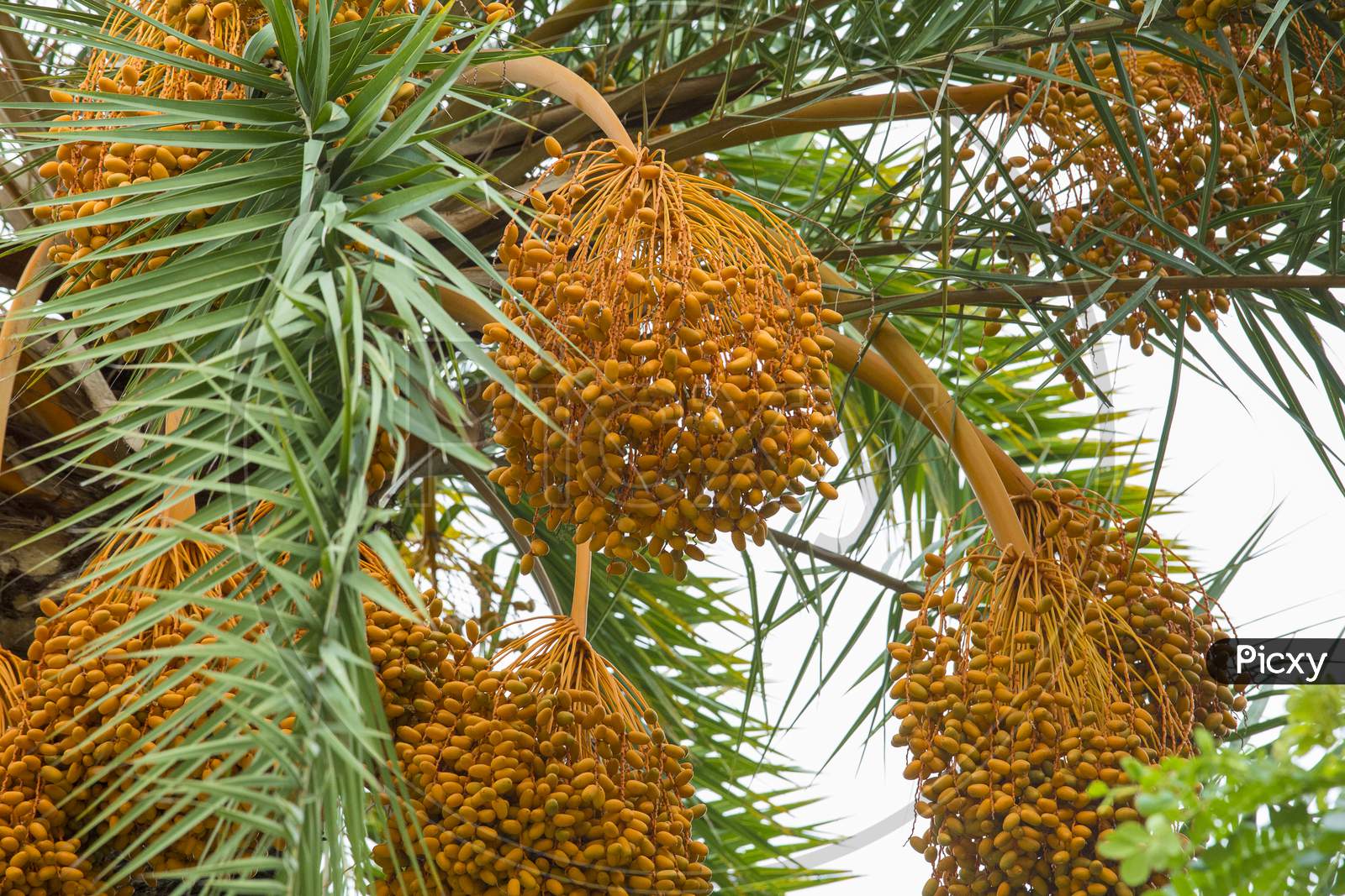 Raw Bunch Of Date Palm Hanging On The Tree.