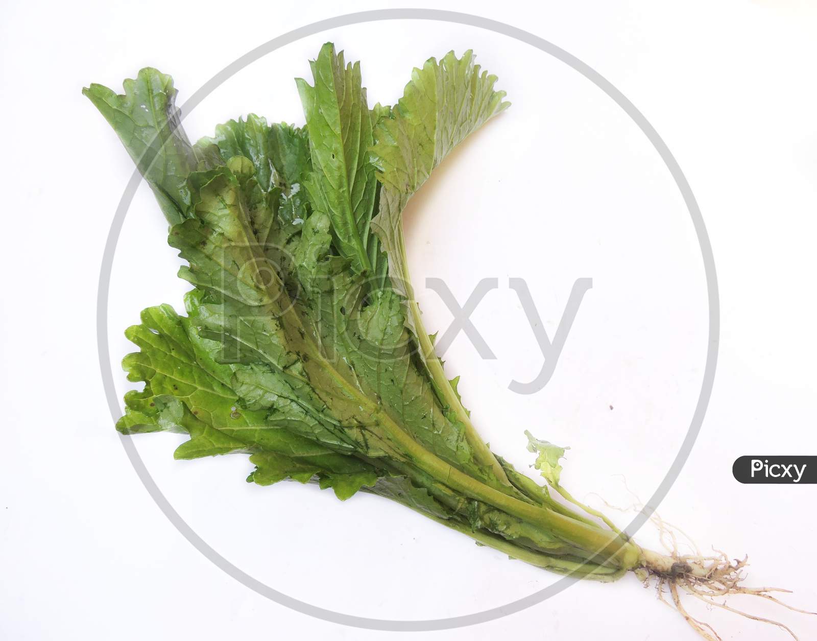 Leafy vegetable - Vegetable mustard or Lai xaag
