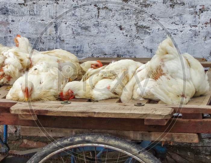 Chickens in market for selling