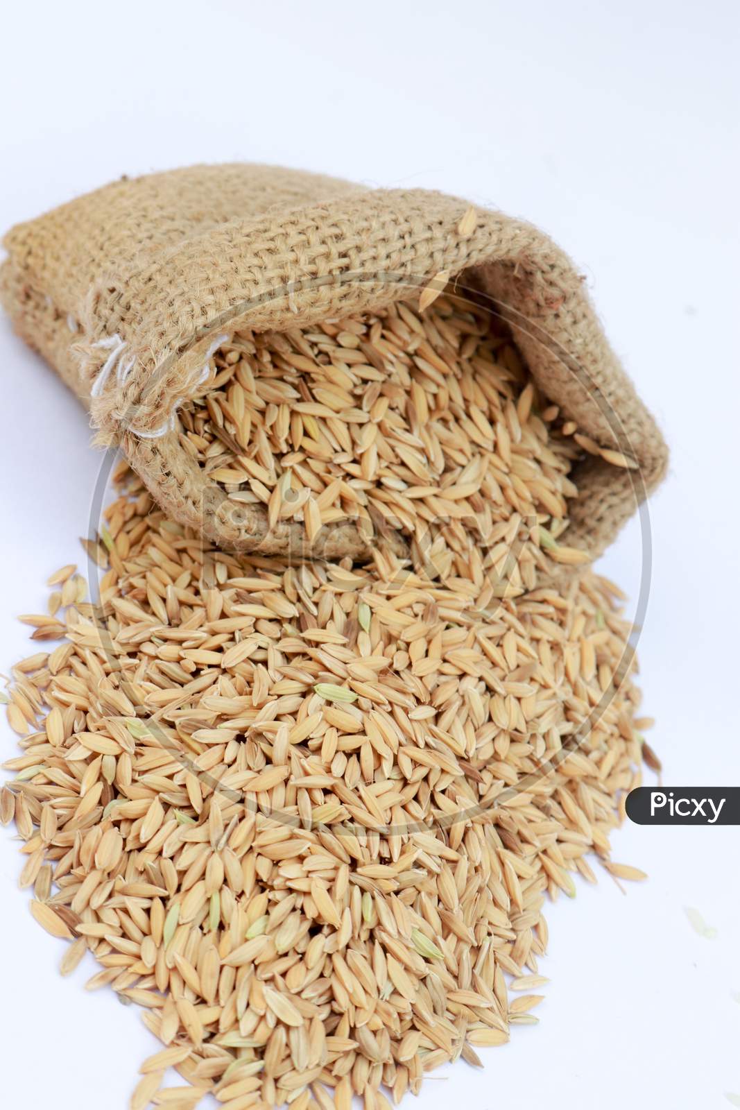 Paddy Rice With A Rice Uncooked In A Bag With Rice Pile Form The Field Of Farmland On The White Background