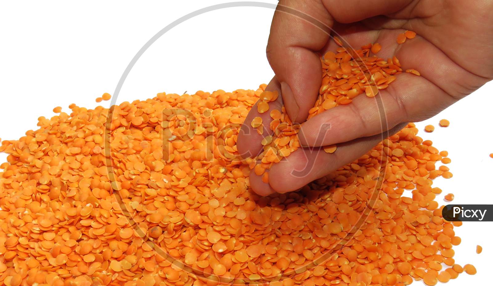 Yellow Mung dal seeds Dropping,Isolated Yellow Mung dal seed