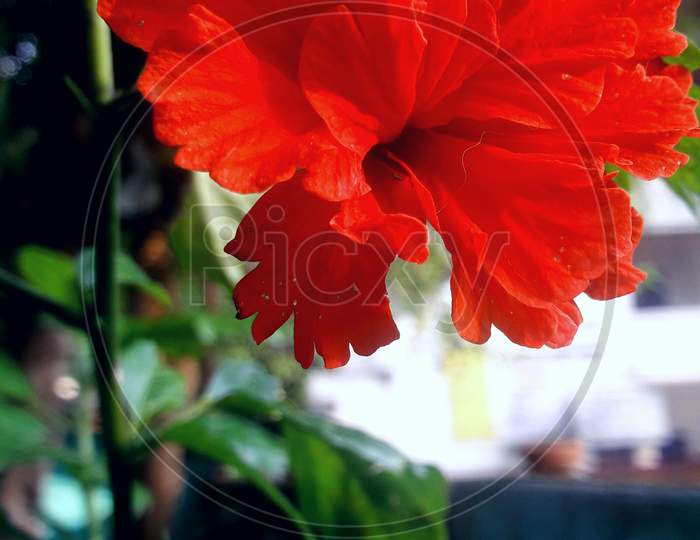 Red Petal Plant Flower Malvales