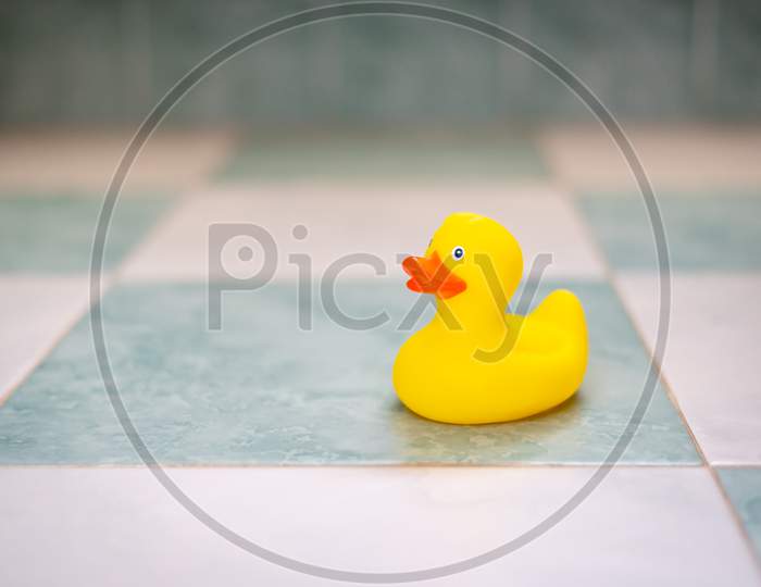 Yellow rubber duck in the bathroom floor