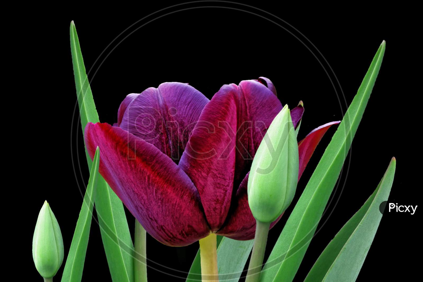 Tulip lily flower with leaf and bud isolated on black background