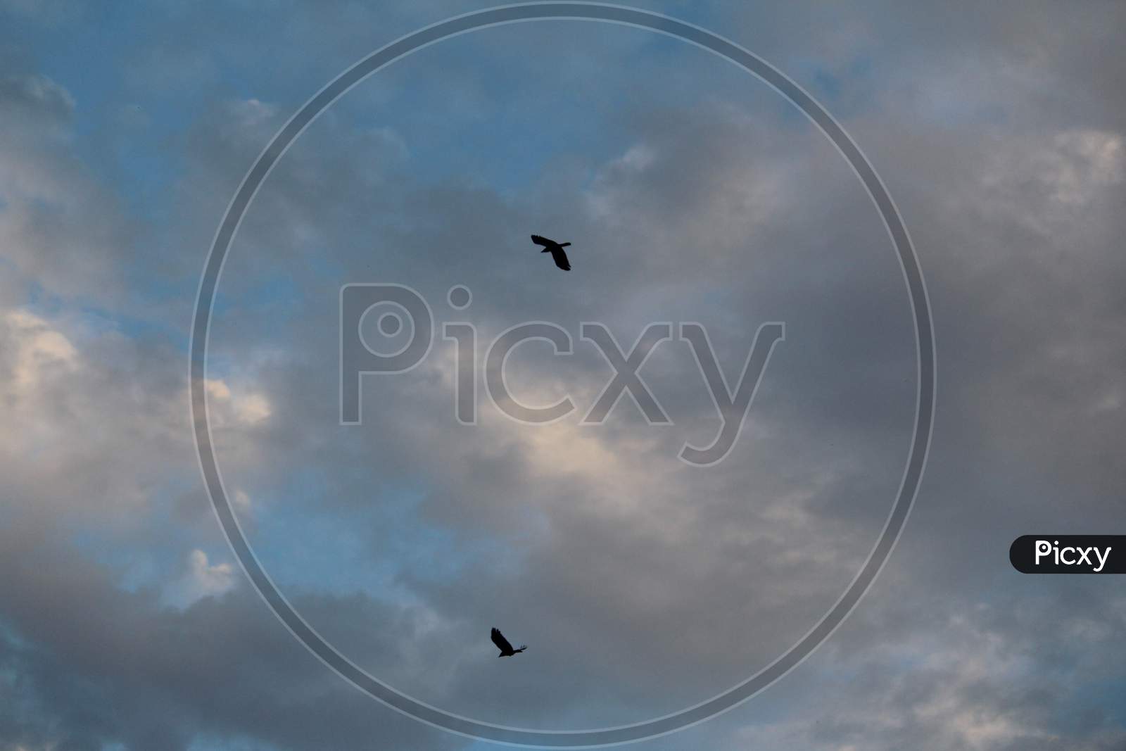 Birds flying in the blue sky