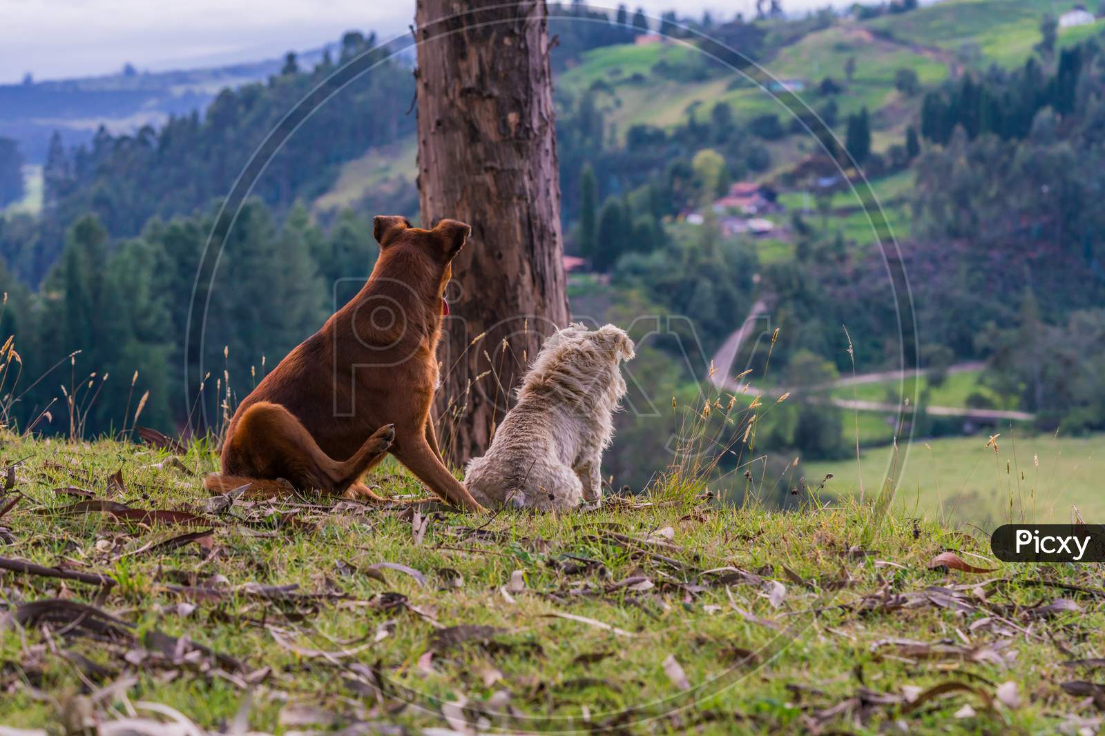 Two Dogs Sitting Watching The Horizon