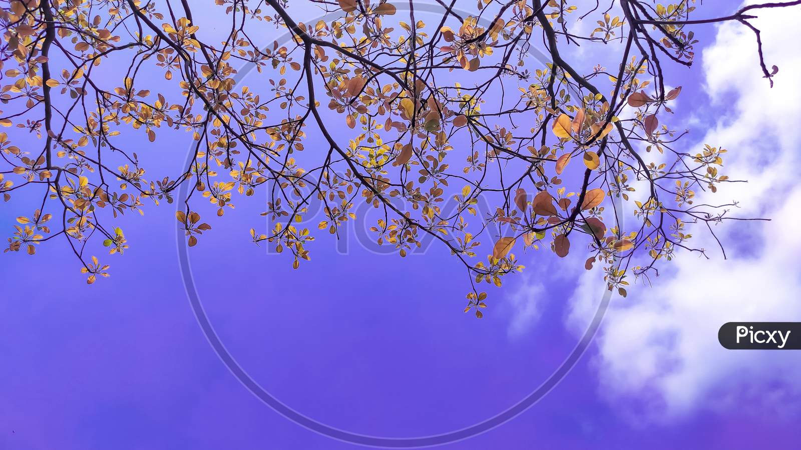 Colourful leaves with the branches of a tree in the blue sky background.