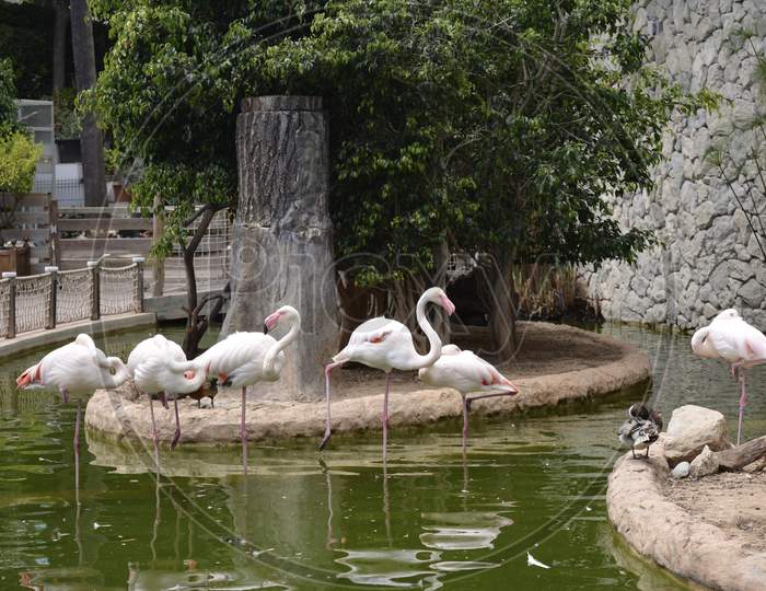 Water birds at Exotic Garden of Monaco