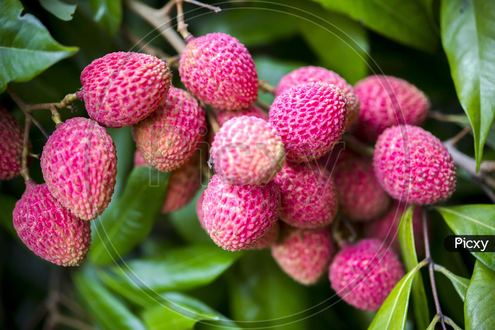 Brunch Of Fresh Lychee(Bombay) Fruits Hanging On Green Tree.