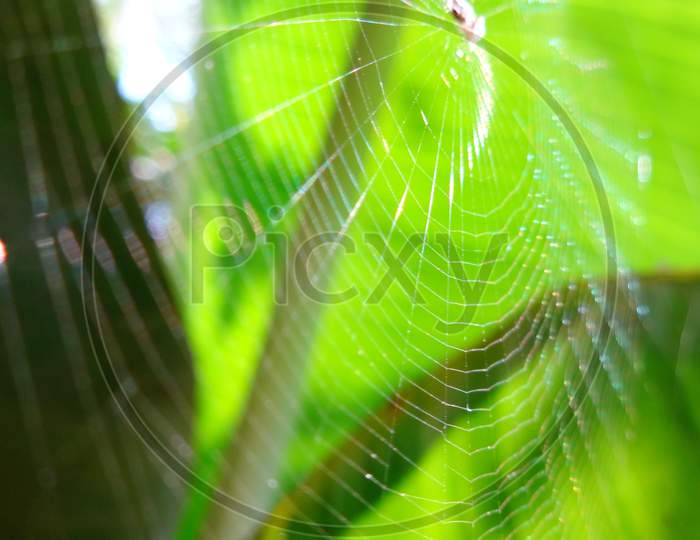 Close up spider web macro photography selective focus and blur background
