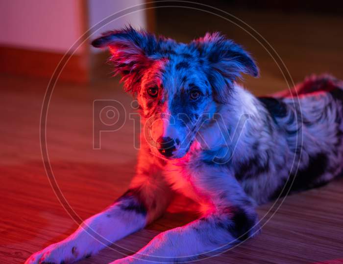 Dog Puppy Border Collie Merle In a House With Neon Lights Flare