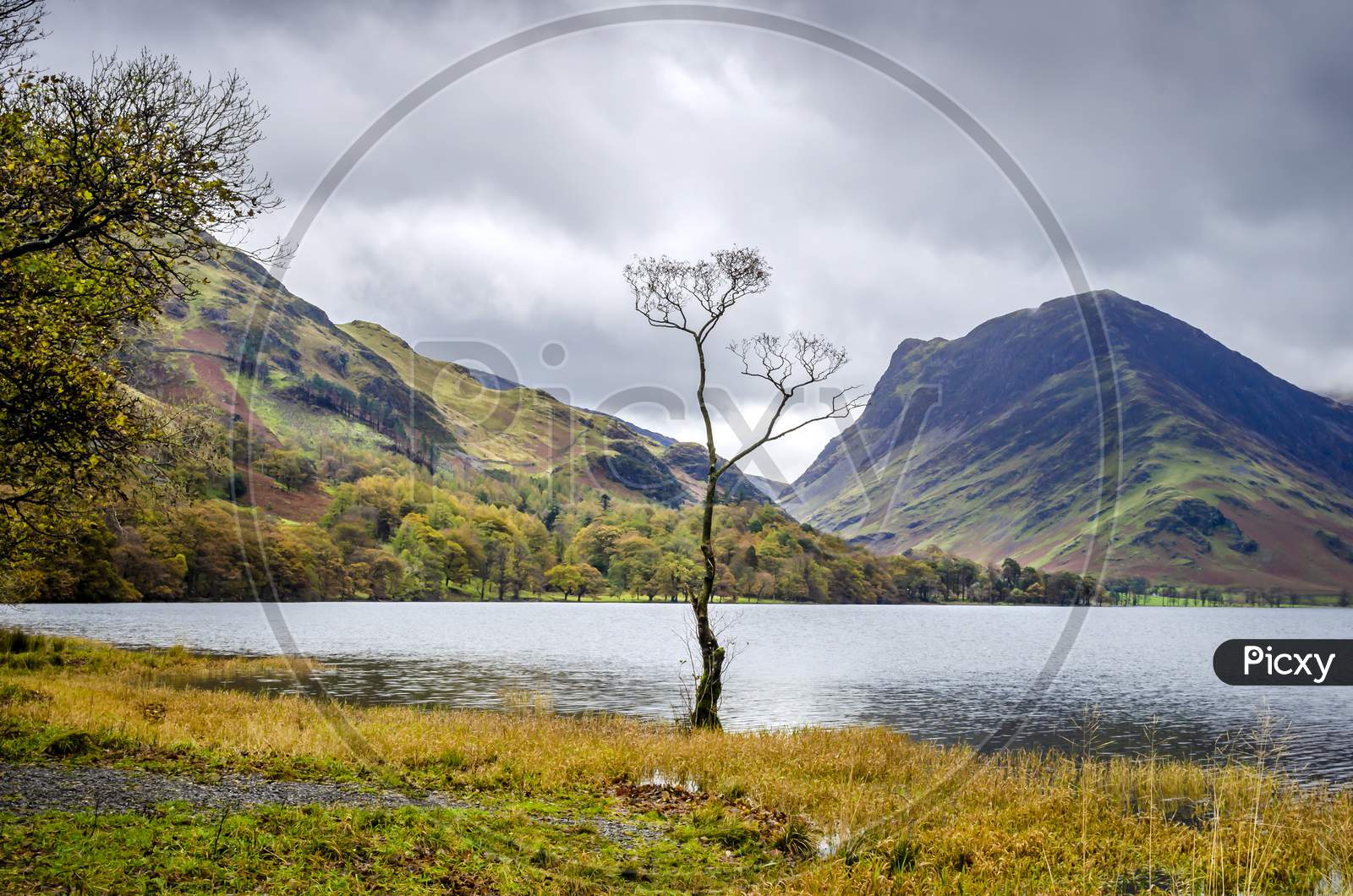 Known as the Lone tree located at the Northern end of Buttermere lake