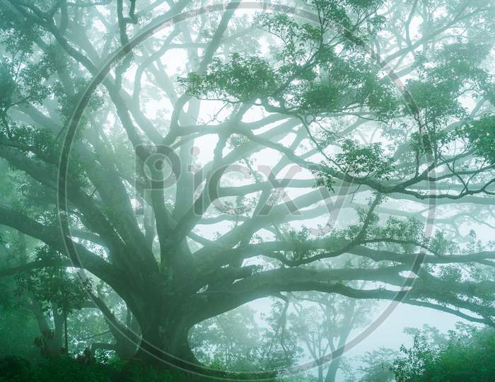 A tree covered by mist and fog