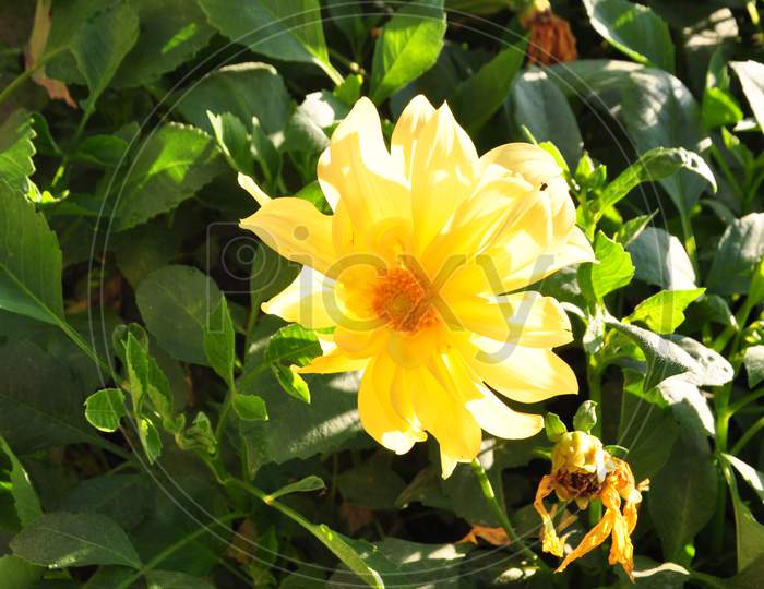 Beautiful yellow flowers in the Garden