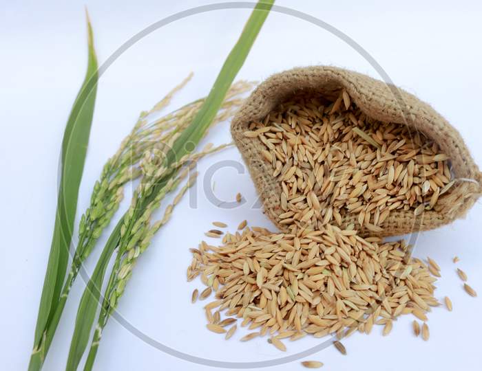 Paddy Rice In A Bag With Rice Pile And The Ear Of Paddy Rice Form The Field Of Farmland On The White Background.