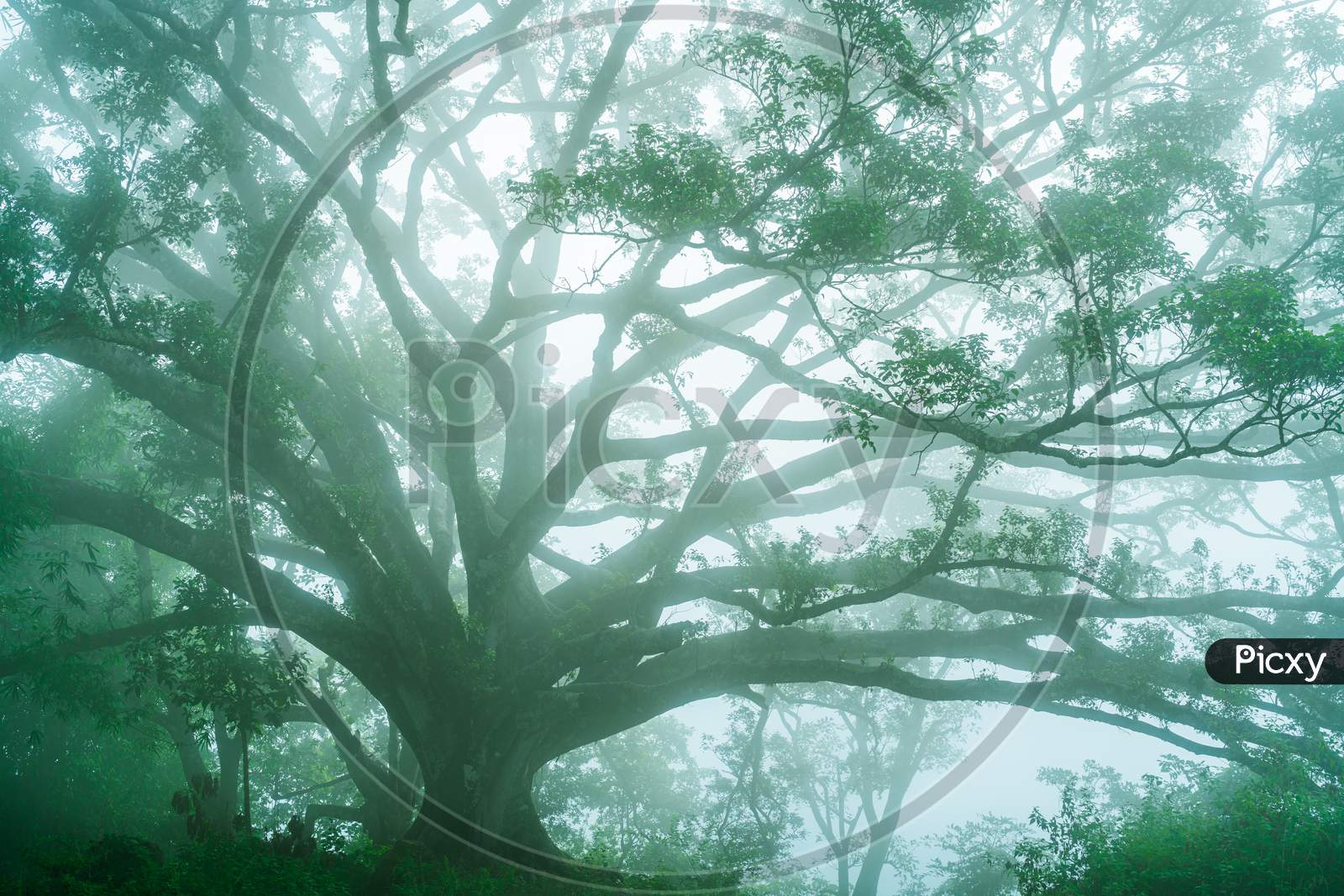 A tree covered by mist and fog