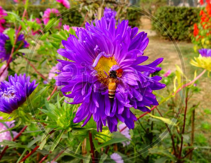 Purple Closeup flower with Beautifull honey bee close up camera.