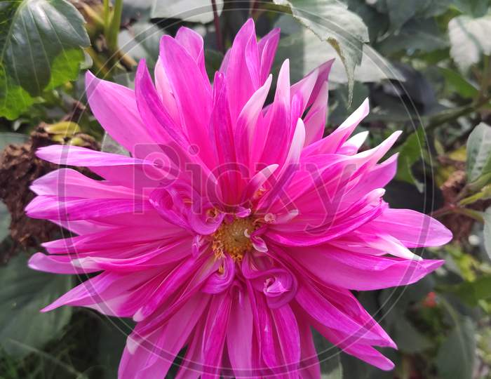 Dahlia pink beauty