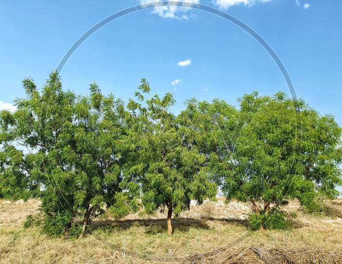 This is a natural neem tree