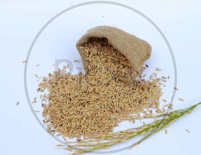 Paddy Rice In A Bag With Rice Pile On The White Background In India