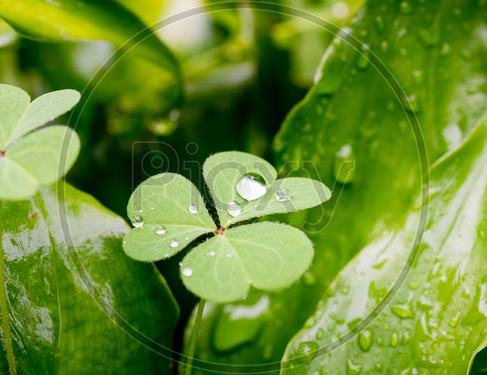 Macro image of water drop on a clover leaf.