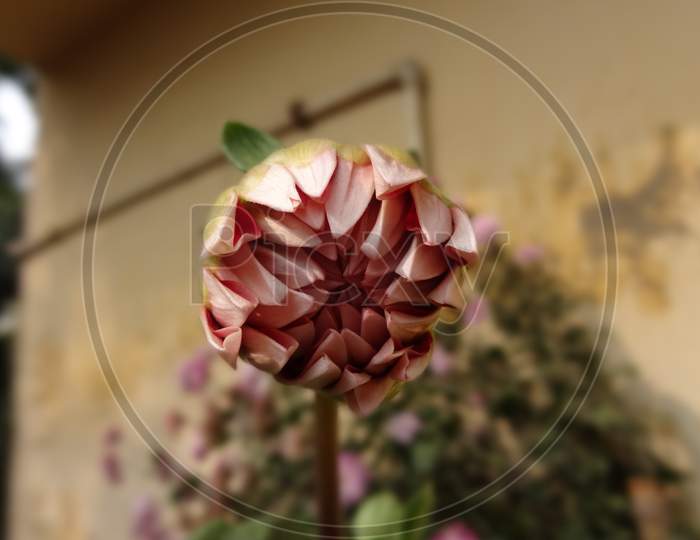 Fade Pink family dahlia flowering plant. Selective focus and blur background