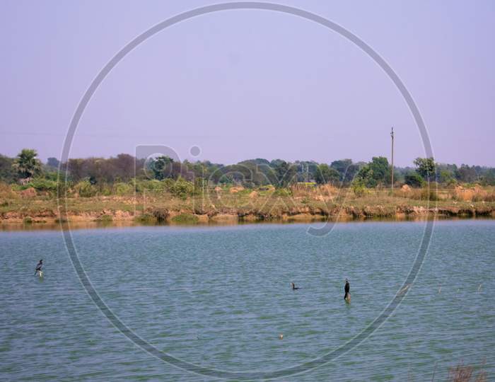 A Bird Sitting On A Small Stick Between A Blue Pond Beside A Field