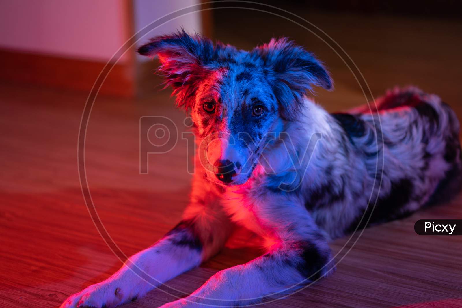 Dog Puppy Border Collie Merle In a House With Neon Lights Flare
