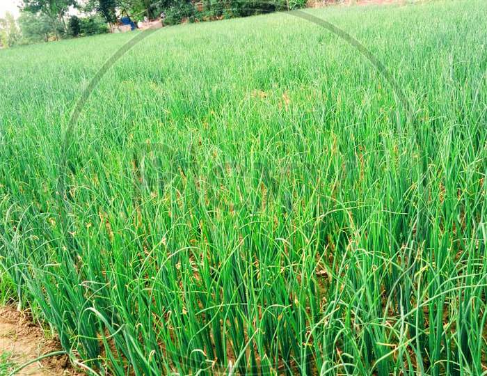 Onian crop