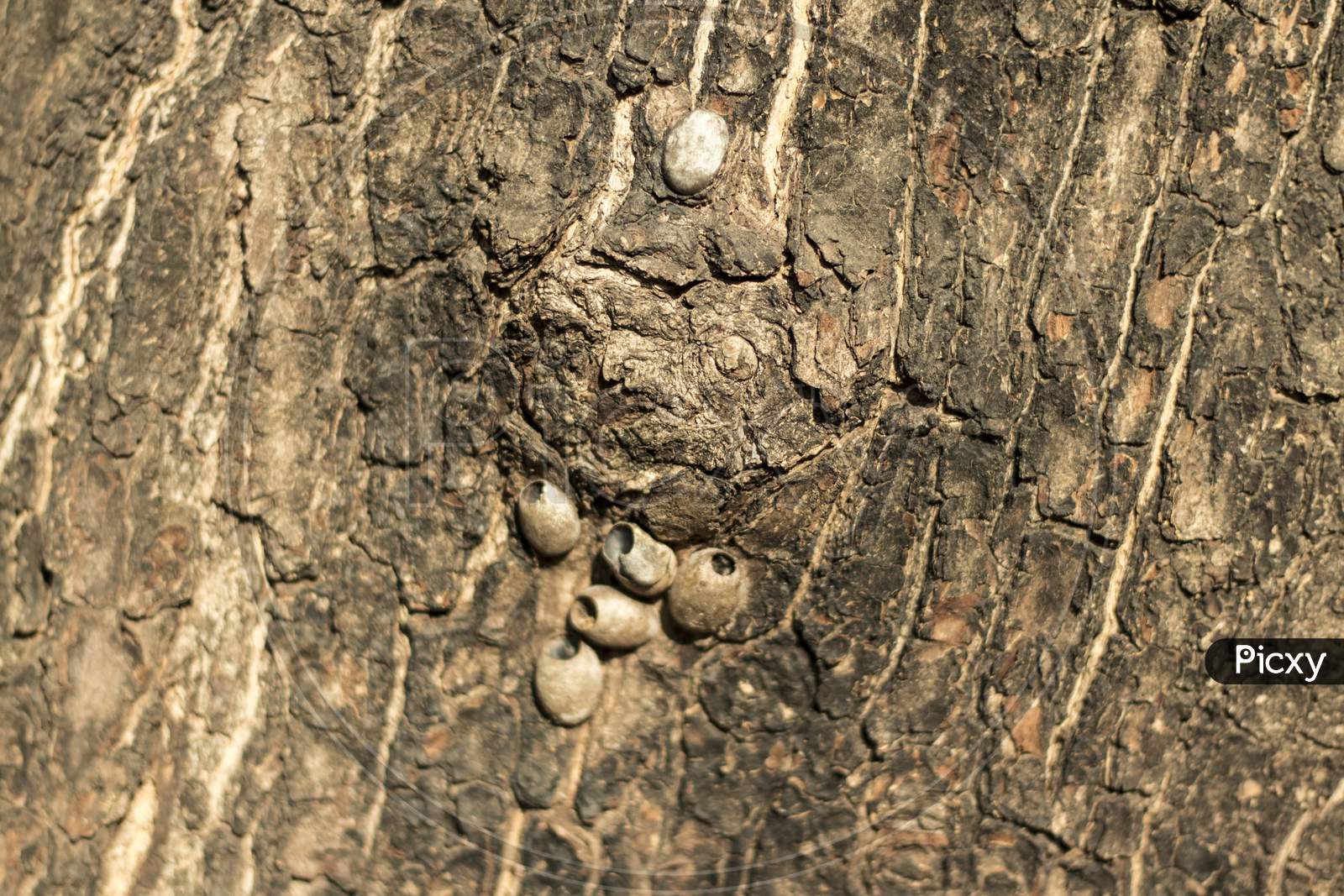 small egg on tree body