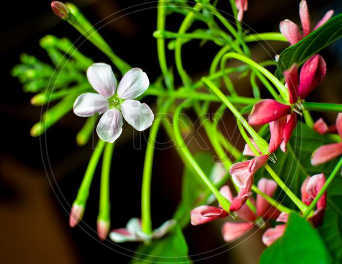 White Close Up Of Madhu Malti Flower With Green Leaf & Branches . Looking So Beautiful The White & Red Flowers.