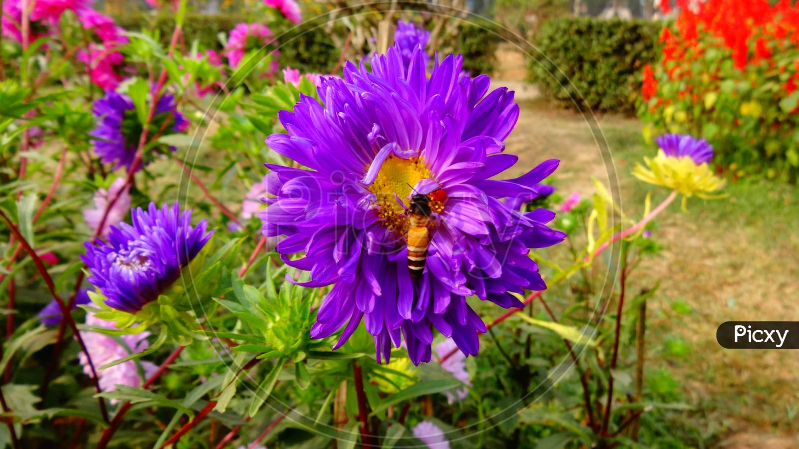 Purple Closeup flower with Beautifull honey bee close up camera.