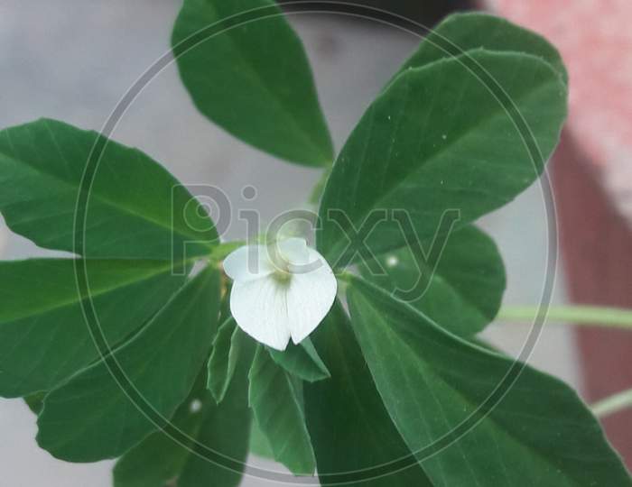 Morning glory Flower Flowering plant  Anthiurium Green Leaf