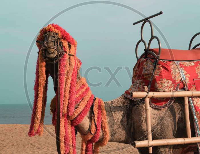 A beautifully decorated Camel Ready to offer a ride