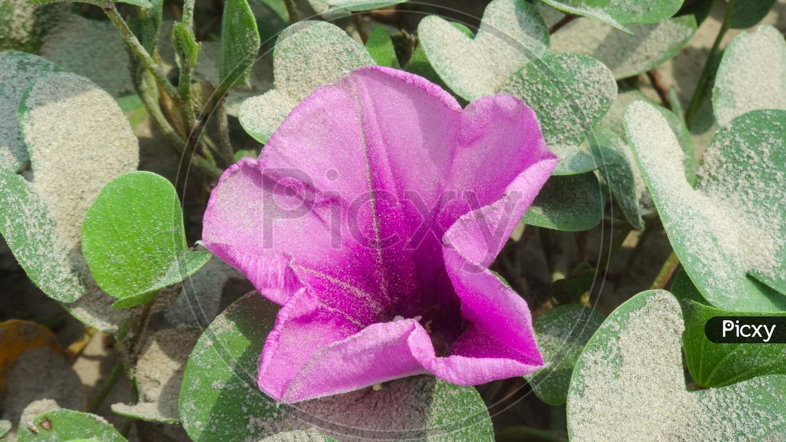 Purple morning glory petal flowering plant