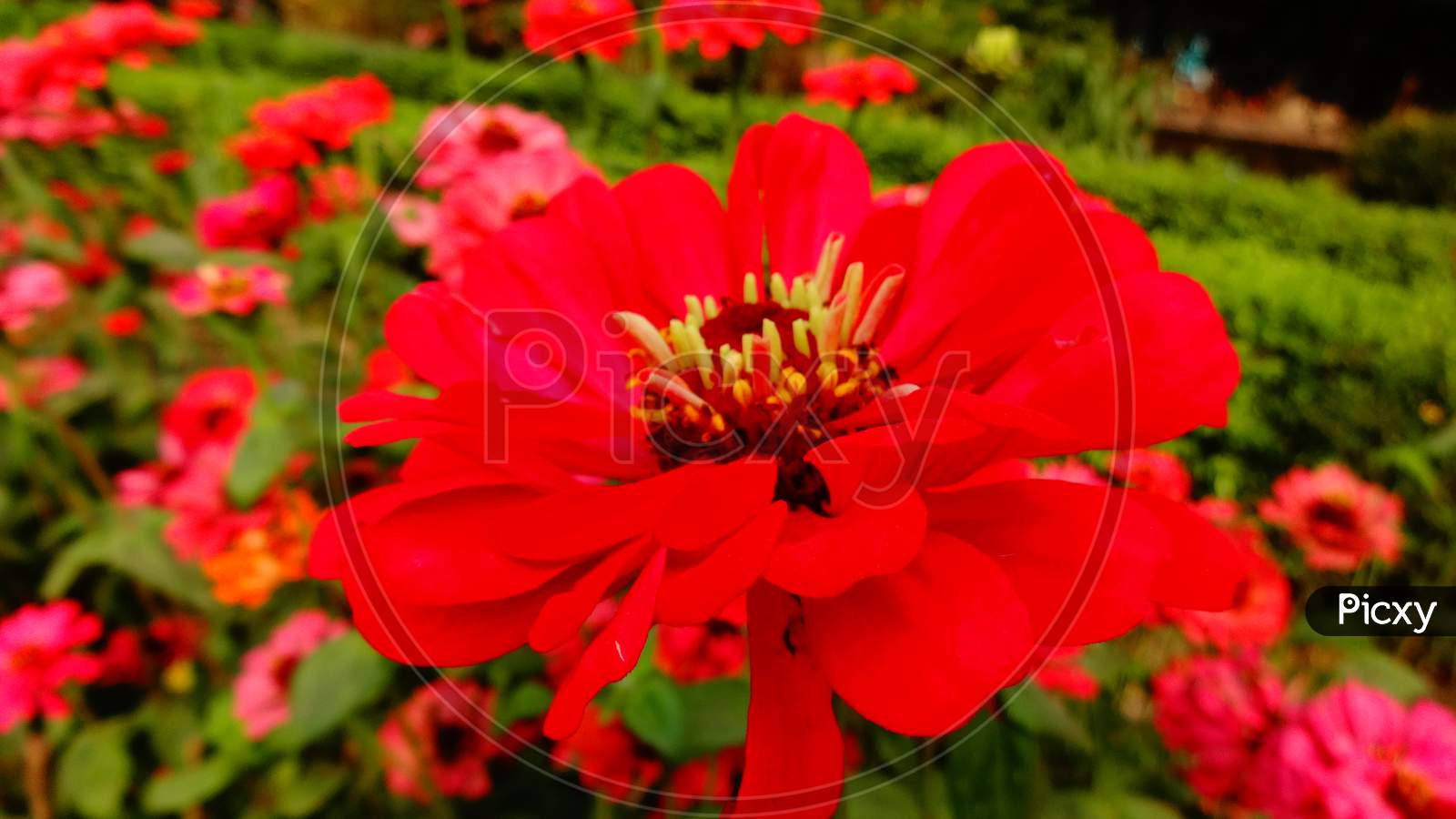 Dark red highlights close up garden cosmos flowering plant. Selective focus and Blur background