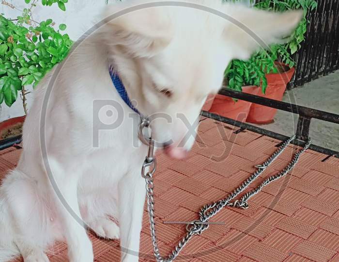 Innocent white cute dog.