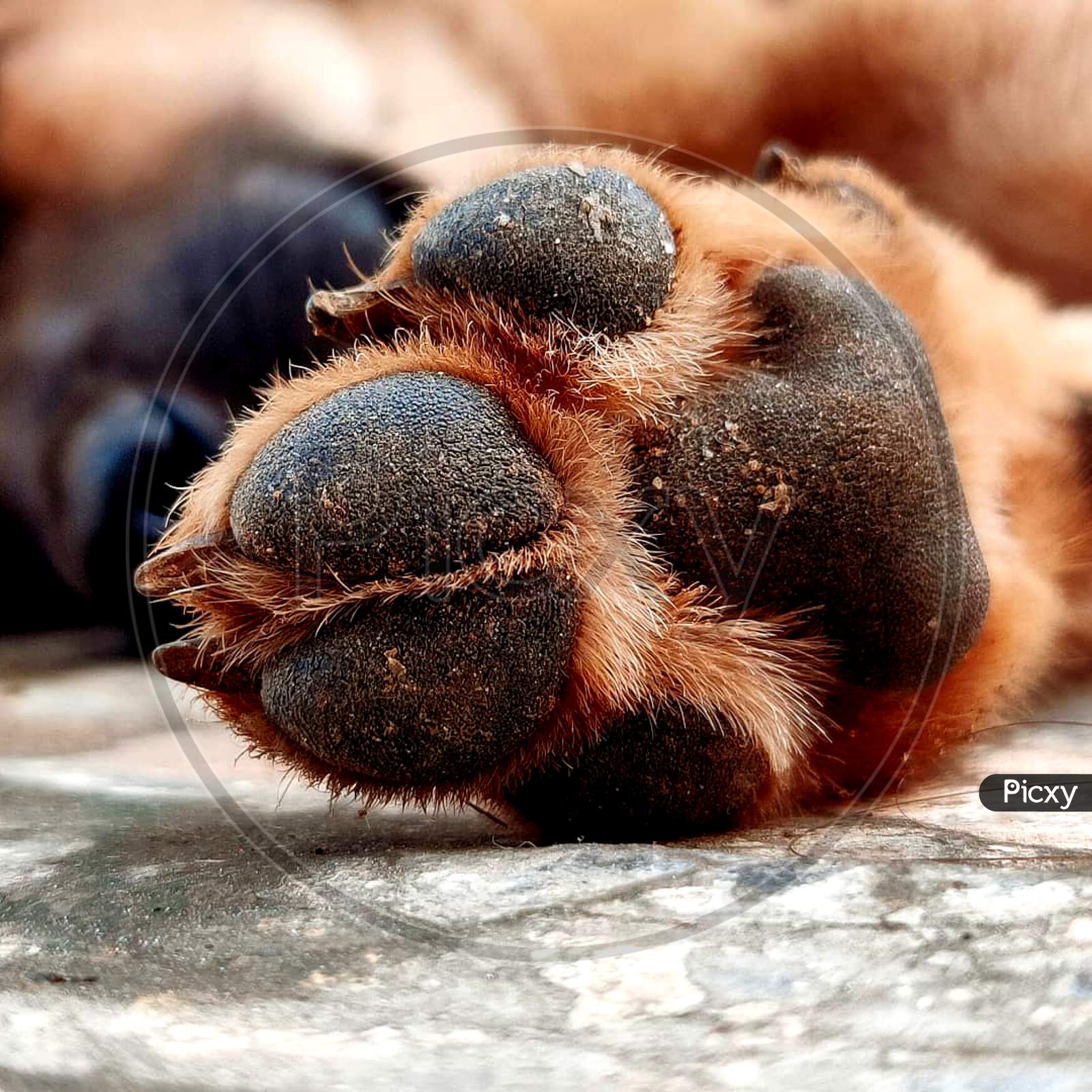 Paw of man's best friend dog's paw closeup