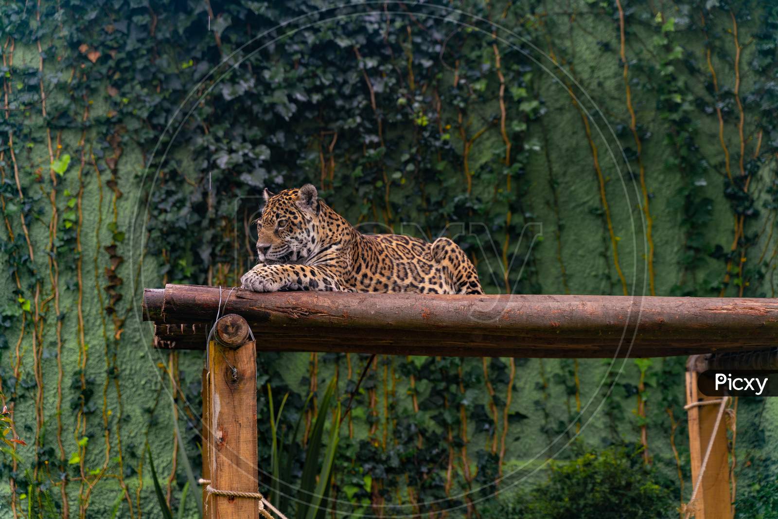 Jaguar Resting In The Grass, Nature, Wild Animals.