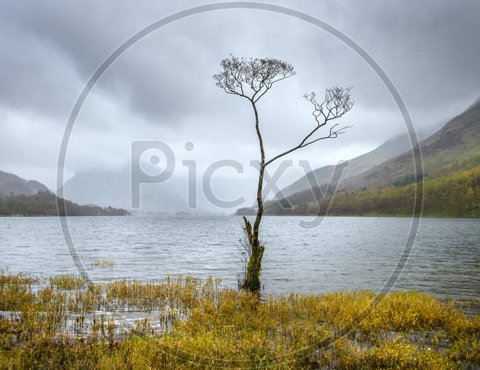 Known as the lone tree this birch overlooks the lake of Buttermere