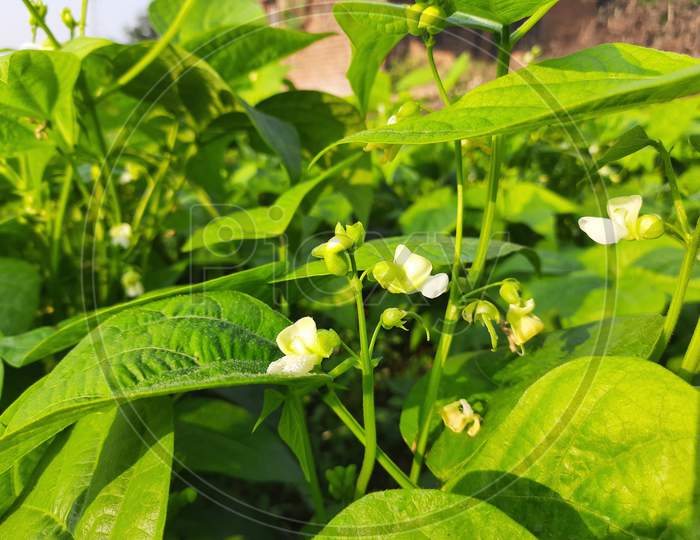 White beans flowers in the garden.