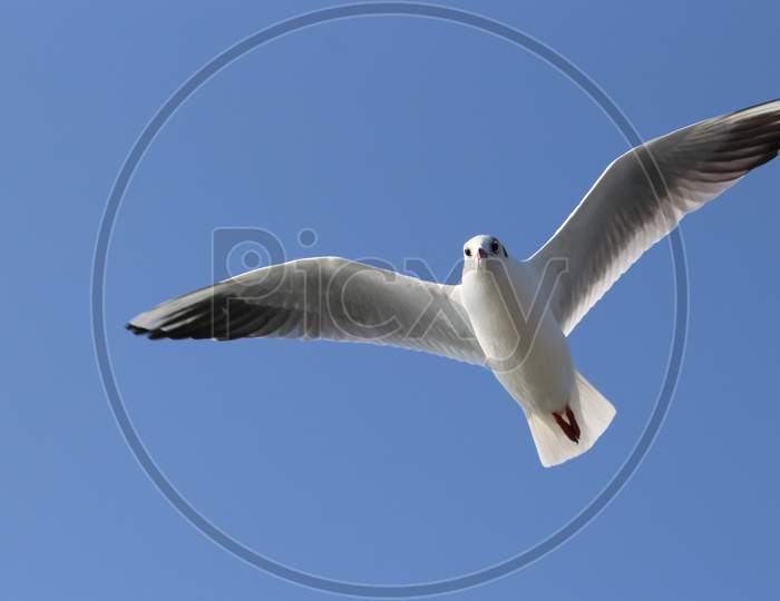 Flying seagull under blue sky