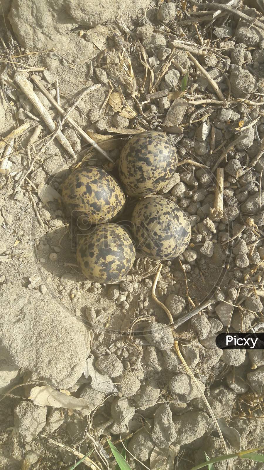 Red Wattled Lapwing eggs In The Nest