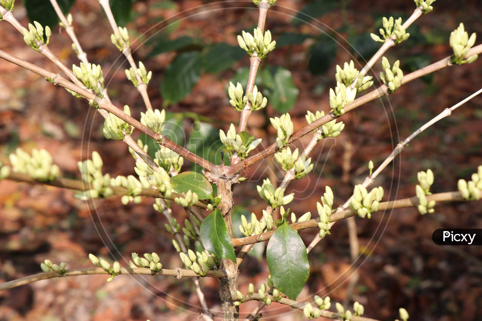 Flower Bud Of Arabica Coffee Plant In Coffee Plantation