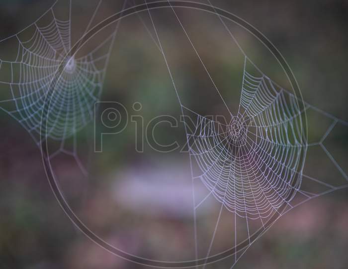 Spider web in closeup