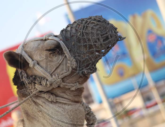 Close up on a beautiful camel