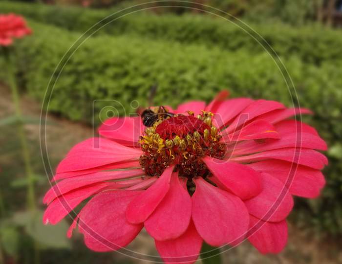 Closed up red zinnia flowering plant wildflower. Selective focus and blur background